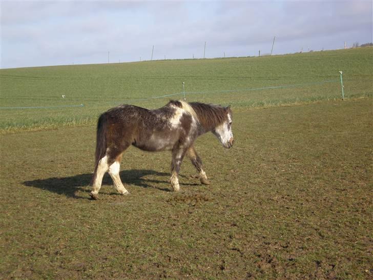 Anden særlig race LUNA <3 R.I.P. billede 11