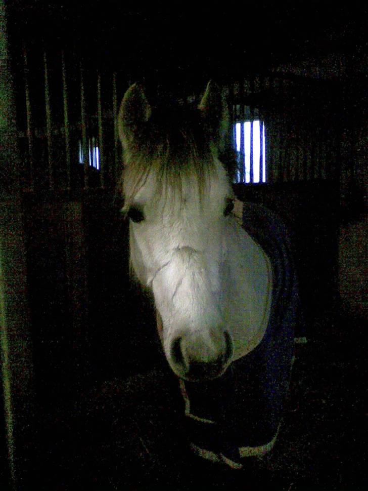 Welsh Pony (sec B) Gribsvads Nisa - Nisa uden grime i boksen <3 billede 9