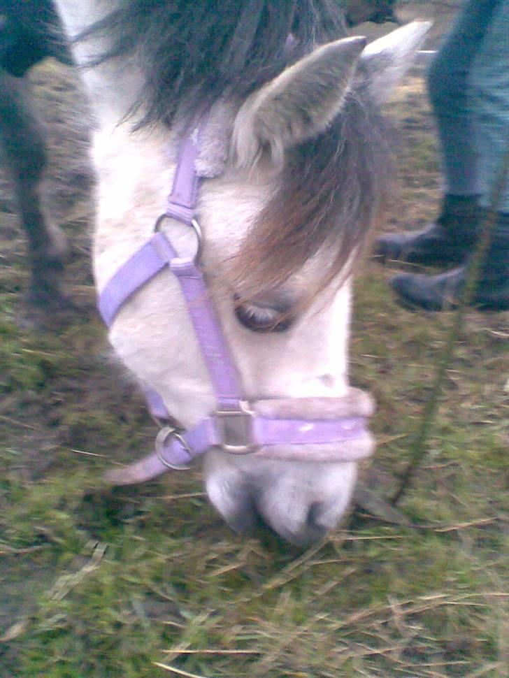 Welsh Pony (sec B) Gribsvads Nisa - hun er så sød på det billed<3333 billede 11