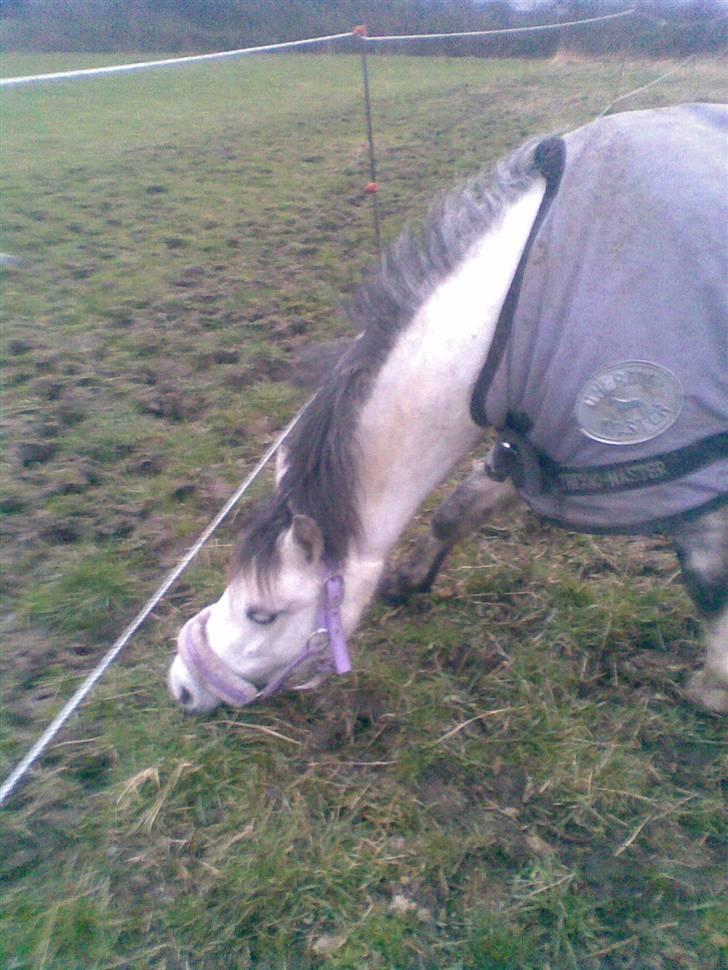 Welsh Pony (sec B) Gribsvads Nisa - hvad sker der for ponyens hoved?<33 billede 12