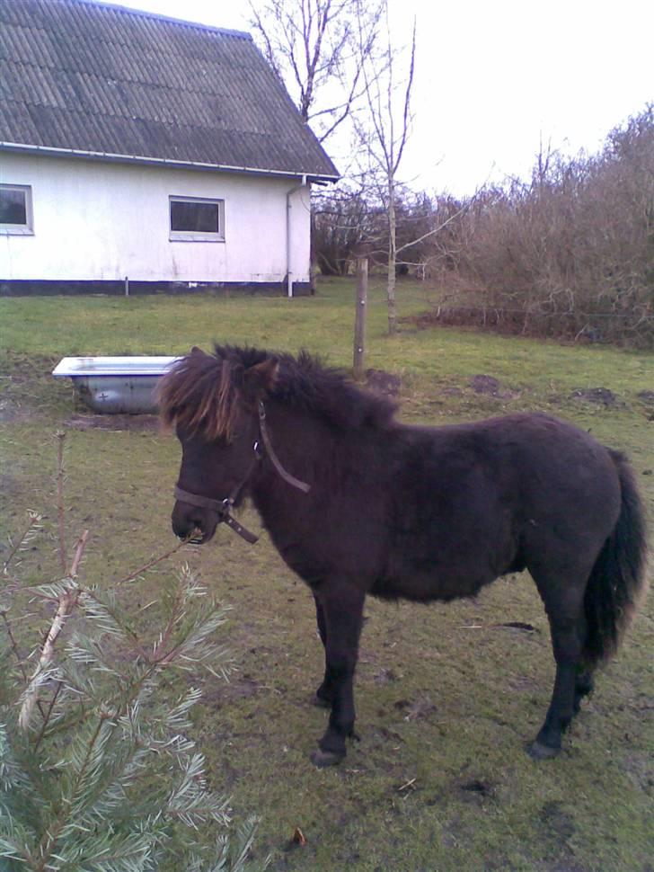 Shetlænder BOBBY - Bobby ved juletræ billede 1