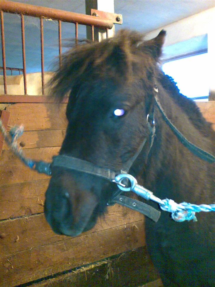 Shetlænder BOBBY - Bobby på stalgang billede 2