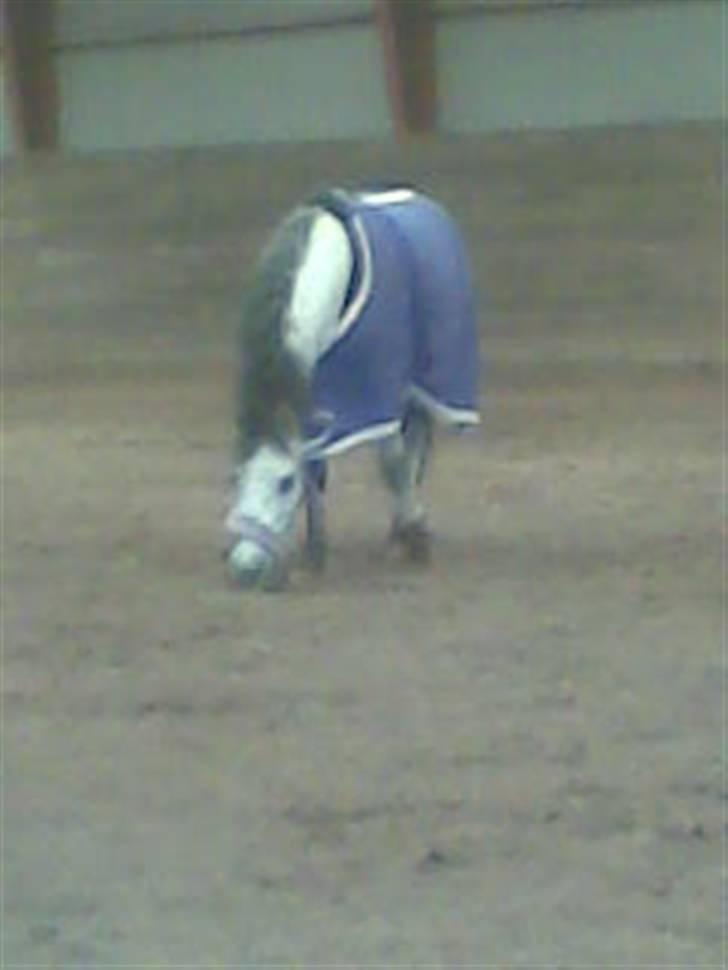 Welsh Pony (sec B) Gribsvads Nisa - snuse, snuse ;D hvis nu der skulle gemme sig noget <3 billede 14