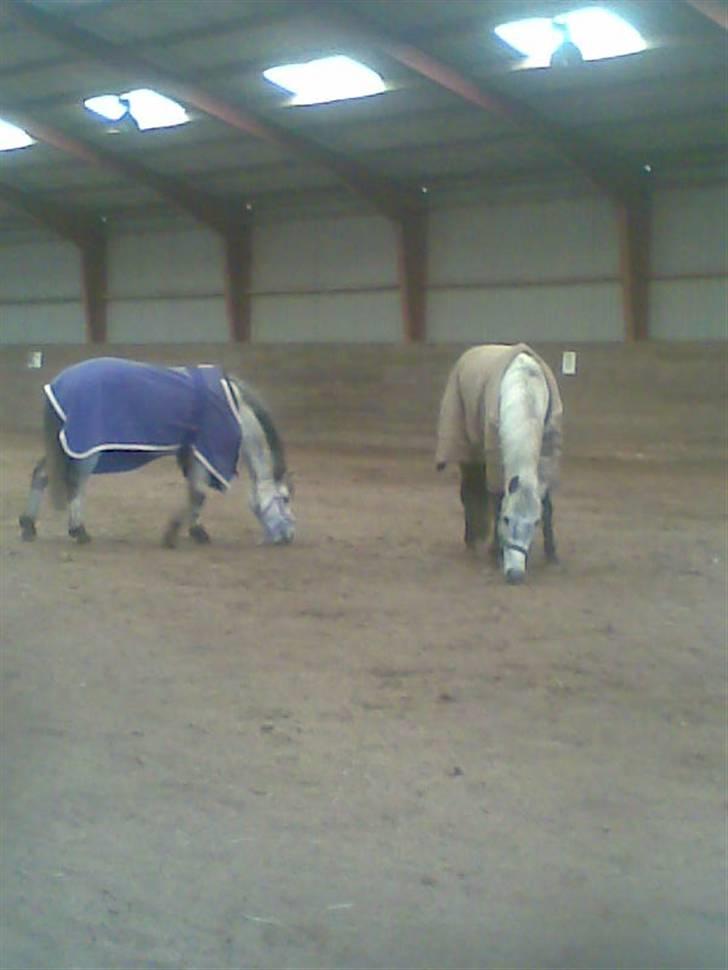 Welsh Pony (sec B) Gribsvads Nisa - nisa og spring sky i ridehuset...<33 billede 15