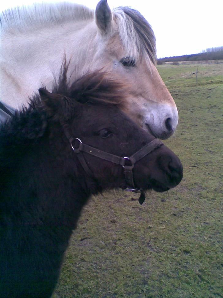 Shetlænder BOBBY - Bobby og hugo som fotomodeler  billede 3
