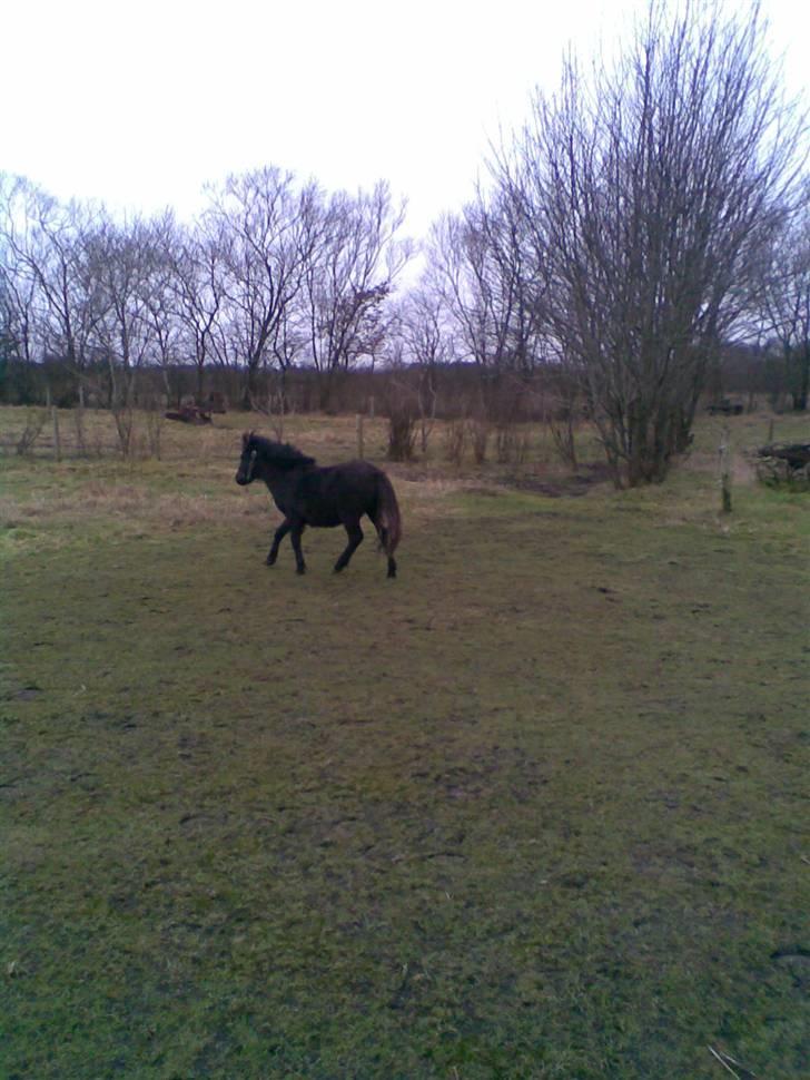 Shetlænder BOBBY - Uha.. fine gangarter billede 4