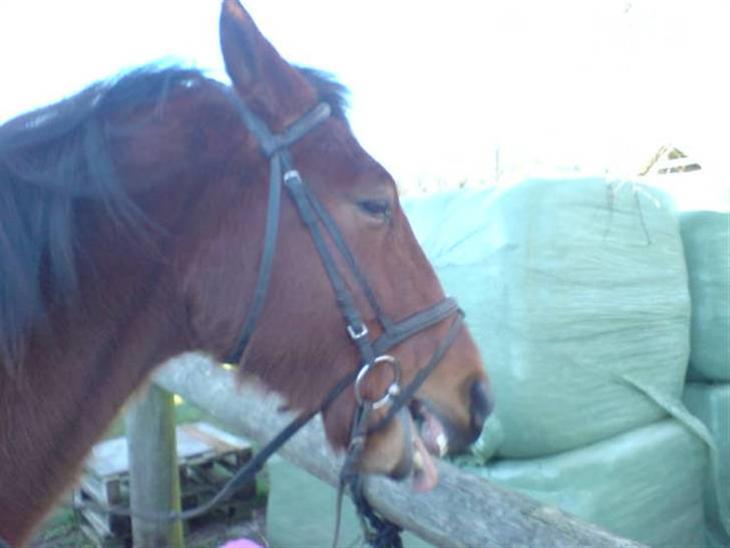 {{currentPhoto.altText}} billede {{currentPhoto.number}}