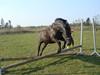New Forest | Chap | Y-PONY [Himmelhest]