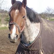 Welsh Cob (sec D) Goya **solgt**