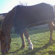 Anden særlig race Tristhan