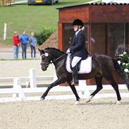 Welsh Mountain (sec A) Fakla Gerald A-pony  ¤Solgt¤