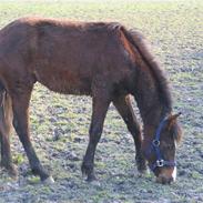 New Forest Romeos Geiger *solgt*