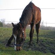 New Forest Romeos Geiger *solgt*