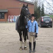 Dansk Varmblod Atterupgaards Winston RIP