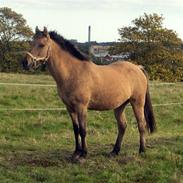 Anden særlig race loke