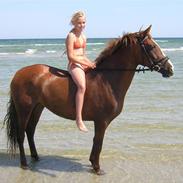 Anden særlig race skovslands Maffia