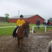 Anden særlig race skovslands Maffia