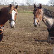 Welsh Cob (sec D) Goya **solgt**