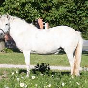 Anden særlig race Bianca