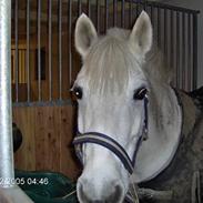 Anden særlig race Bianca