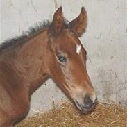 Dansk Varmblod makri