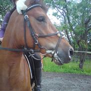 Anden særlig race Prins Kashmir SOLGT:'(