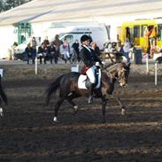 Tysk Sportspony (Solgt) Kirz Kaninpil 