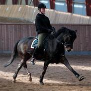 Tysk Sportspony (Solgt) Kirz Kaninpil 