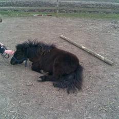 Miniature Jasmin *Solgt*