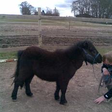 Miniature Jasmin *Solgt*