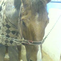 Welsh Cob (sec D) Goya **solgt**