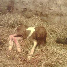 Dansk Miniature Hovvejens Duchess *solgt*