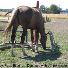 Palomino Mia Maya *SOLGT*