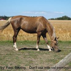 Palomino Mia Maya *SOLGT*