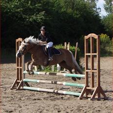 Haflinger Betti