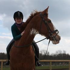 Hollandsk Varmblod Sonny