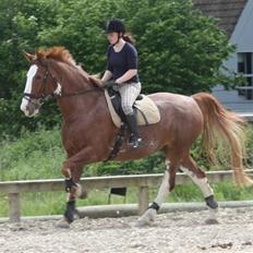 Hollandsk Varmblod Sonny