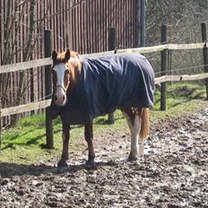 Hollandsk Varmblod Sonny