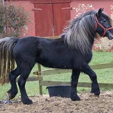 Fell pony Bluewater Kyra