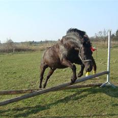 New Forest | Chap | Y-PONY