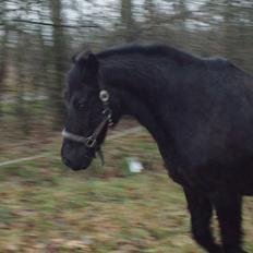 New Forest | Chap | Y-PONY