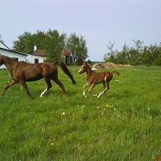 Anden særlig race Østerhedens La Luna Rossa