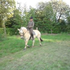 Fjordhest Toftegårdens Tulle