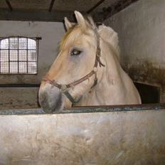 Fjordhest Eros R.I.P: