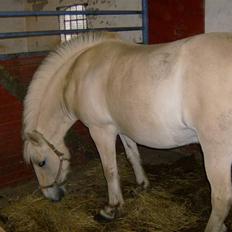 Fjordhest Eros R.I.P: