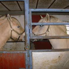 Fjordhest Eros R.I.P: