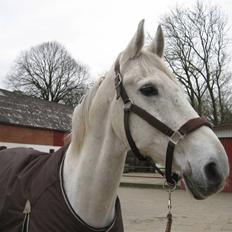 Holstener Cockney B (Død)