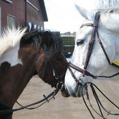 Holstener Cockney B (Død)