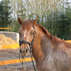 Anden særlig race Fru Smith (solgt)