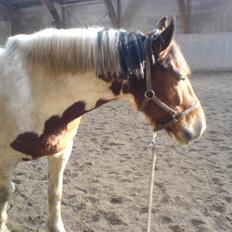 Anden særlig race Toffie SAVNER DIG :'(